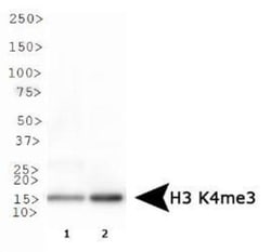 Histone H3, Trimethyl Lys4 Antibody - BSA Free, Novus Biologicals 0.025mg;