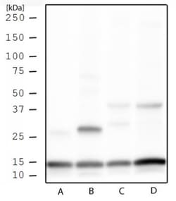 Histone H3, Trimethyl Lys4 Antibody - BSA Free, Novus Biologicals 0.025mg;