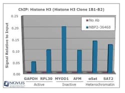 Histone H3 Antibody (1B1-B2) - BSA Free, Novus Biologicals:Antibodies:Primary