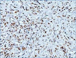 Histone H3 Antibody (1B1-B2) - BSA Free, Novus Biologicals:Antibodies:Primary