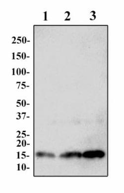 Histone H3 Antibody (1B1-B2) - BSA Free, Novus Biologicals:Antibodies:Primary