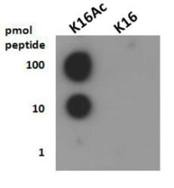 Histone H4, ac Lys16 Antibody - BSA Free, Novus Biologicals:Antibodies:Primary