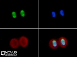 Histone H4, ac Lys16 Antibody - BSA Free, Novus Biologicals:Antibodies:Primary