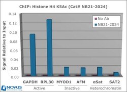 Histone H4, ac Lys5 Antibody - BSA Free, Novus Biologicals 0.025 mg | Buy Online | Novus Biologicals | Fisher Scientific