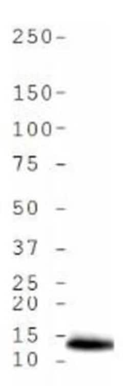 Histone H4, ac Lys5 Antibody - BSA Free, Novus Biologicals 0.025 mg | Buy Online | Novus Biologicals | Fisher Scientific
