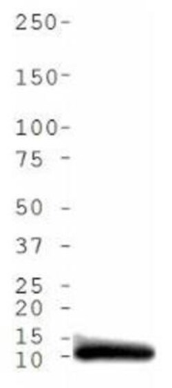Histone H4, ac Lys5 Antibody - BSA Free, Novus Biologicals 0.025 mg | Buy Online | Novus Biologicals | Fisher Scientific
