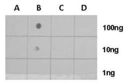 Histone H4, ac Lys8 Antibody, Novus Biologicals 0.1mL:Antibodies, Polyclonal