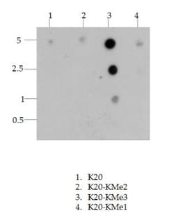 Histone H4, Trimethyl Lys20 Antibody - BSA Free, Novus Biologicals 0.05mg;