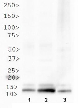 Histone H4, Trimethyl Lys20 Antibody - BSA Free, Novus Biologicals 0.05mg;