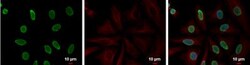 Histone H4 Antibody, Novus Biologicals 0.1mL:Antibodies, Polyclonal
