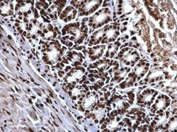 Histone H4 Antibody, Novus Biologicals 0.1mL:Antibodies, Polyclonal