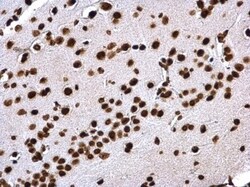 Histone H4 Antibody, Novus Biologicals 0.1mL:Antibodies, Polyclonal