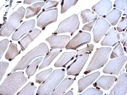 Histone H4 Antibody, Novus Biologicals 0.1mL:Antibodies, Polyclonal