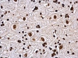Histone H4 Antibody, Novus Biologicals 0.1mL:Antibodies, Polyclonal