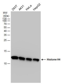 Histone H4 Antibody, Novus Biologicals 0.1mL:Antibodies, Polyclonal