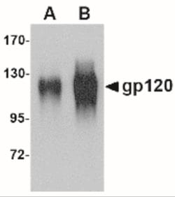 HIV-1 gp120 Antibody - BSA Free, Novus Biologicals 0.025 mg, Unlabeled:Antibodies,