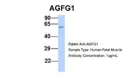 HIV-1 Rev binding protein Antibody, Novus Biologicals 100&mu;L; Unlabeled:Antibodies,