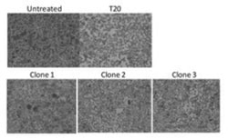 HIV-1 gp41 Antibody (402D9.14/clone 1), Alexa Fluor 488, Novus Biologicals
