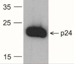 HIV-1 Gag p24 Antibody (8G9) - BSA Free, Novus Biologicals 0.025 mg, Unlabeled:Antibodies,