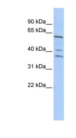 HIV-1 Rev binding protein Antibody, Novus Biologicals 100&mu;L; Unlabeled:Antibodies,