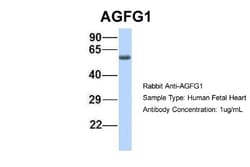 HIV-1 Rev binding protein Antibody, Novus Biologicals 100&mu;L; Unlabeled:Antibodies,