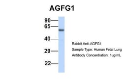 HIV-1 Rev binding protein Antibody, Novus Biologicals 100&mu;L; Unlabeled:Antibodies,
