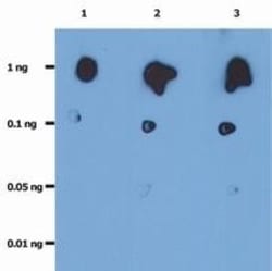 HIV-1 Protease Antibody (1696) - BSA Free, Novus Biologicals 0.1mg; Unlabeled:Antibodies,