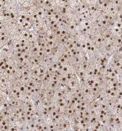 HIV-1 Tat specific factor 1 Antibody, Novus Biologicals 0.1mL; Unlabeled:Antibodies,