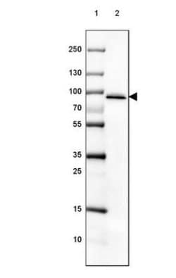 HIV-1 Tat specific factor 1 Antibody, Novus Biologicals 0.1mL; Unlabeled:Antibodies,
