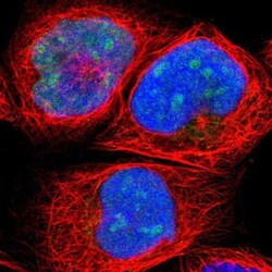 HJURP Antibody, Novus Biologicals 0.1mL; Unlabeled:Antibodies, Polyclonal