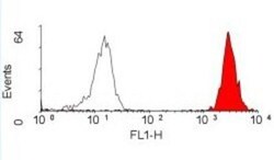 HLA ABC Antibody (W6/32) - Azide and BSA Free, Novus Biologicals 0.05 mg;