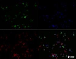HLA DMA Antibody (6B12NB) - BSA Free, Novus Biologicals 0.1mg; Unlabeled:Antibodies,