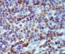 HLA DMA Antibody (6B12NB) - BSA Free, Novus Biologicals 0.1mg; Unlabeled:Antibodies,