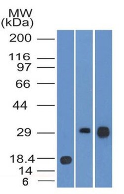 HLA DMA Antibody (6B12NB) - BSA Free, Novus Biologicals 0.1mg; Unlabeled:Antibodies,