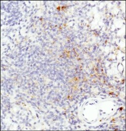 HLA-DR Antibody (L243) - BSA Free, Novus Biologicals 0.025 mL, Unconjugated:Antibodies,