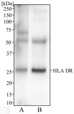 HLA-DR Antibody (L243) - BSA Free, Novus Biologicals 0.025 mL, Unconjugated:Antibodies,