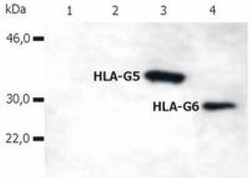 HLA G Antibody (5A6G7) - BSA Free, Novus Biologicals 0.1mg; Unlabeled:Antibodies,