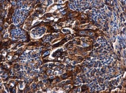 HLA G Antibody, Novus Biologicals 0.1mL; Unlabeled:Antibodies, Polyclonal