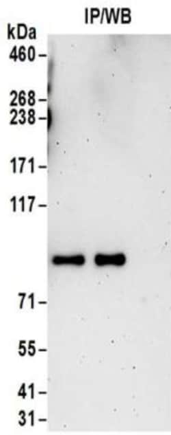 HLCS Antibody, Novus Biologicals 0.1mg; Unlabeled:Antibodies, Polyclonal