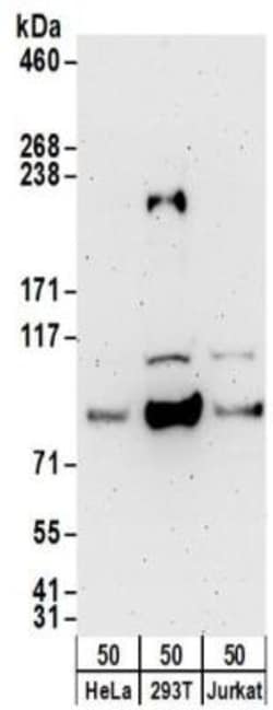 HLCS Antibody, Novus Biologicals 0.1mg; Unlabeled:Antibodies, Polyclonal