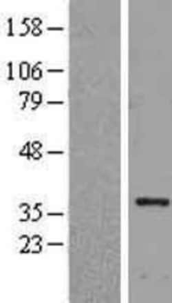 Novus Biologicals&trade;&nbsp;HLF Overexpression Lysate