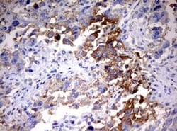 HMBS Antibody (OTI3F4), Novus Biologicals 0.1mL; Unlabeled:Antibodies,