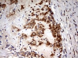 HMBS Antibody (OTI3F4), Novus Biologicals 0.1mL; Unlabeled:Antibodies,