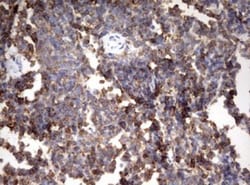 HMBS Antibody (OTI3F4), Novus Biologicals 0.1mL; Unlabeled:Antibodies,