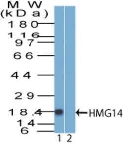 HMGN1/HMG14 Antibody, Novus Biologicals 0.1mg; Unlabeled:Antibodies, Polyclonal