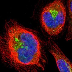 HMG2L1 Antibody, Novus Biologicals 25 &mu;L, Unconjugated:Antibodies, Polyclonal