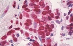 HMGB1/HMG-1 Antibody (19N10B7) - Azide and BSA Free, Novus Biologicals