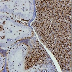 HMGB1/HMG-1 Antibody (19N10B7) - Azide and BSA Free, Novus Biologicals