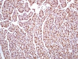 HMGB1/HMG-1 Antibody (19N10B7) - Azide and BSA Free, Novus Biologicals