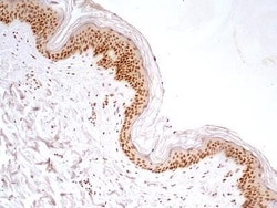 HMGB1/HMG-1 Antibody (19N10B7) - Azide and BSA Free, Novus Biologicals